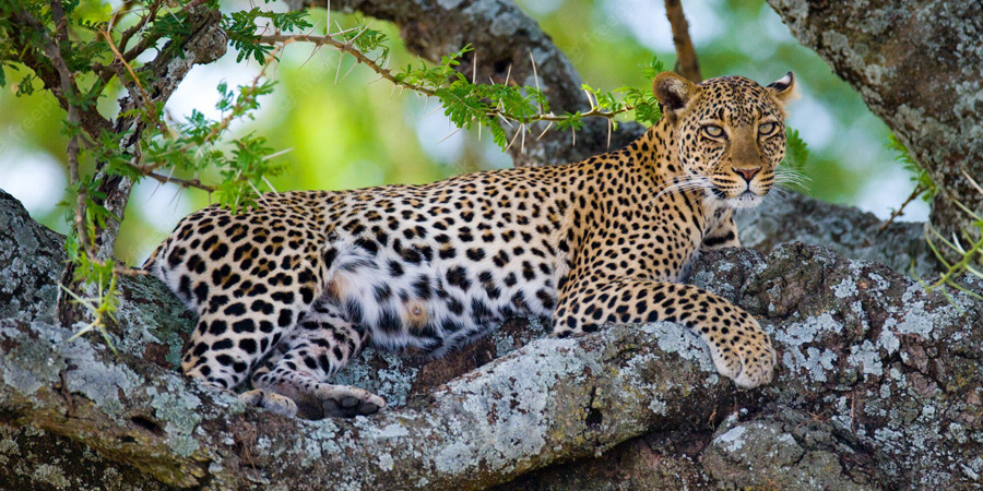 Uganda-And-Tanzania-Overland-Banner